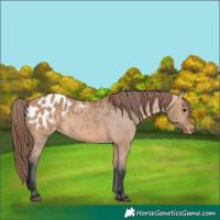 Horse Color:Bay Dun Blanket 