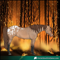 Horse Color:Bay Dun Blanket 