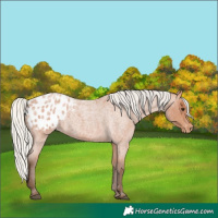 Horse Color:Silver Bay Roan Appaloosa 