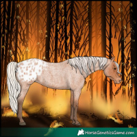 Horse Color:Silver Bay Roan Blanket