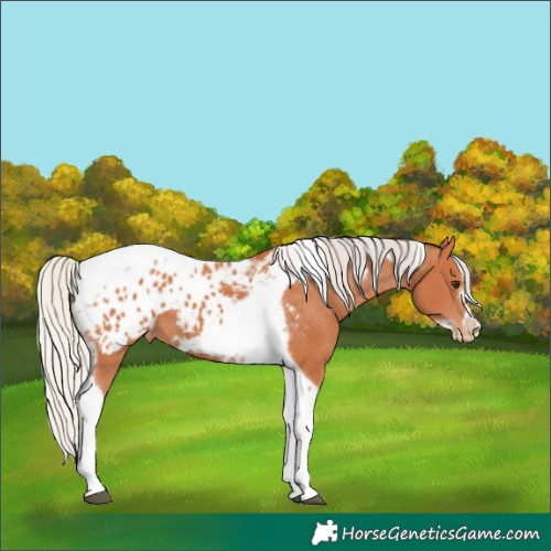 Horse Color:Silver Bay Tobiano Frame Appaloosa 