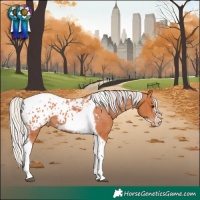 Horse Color:Silver Bay Tobiano Frame Appaloosa