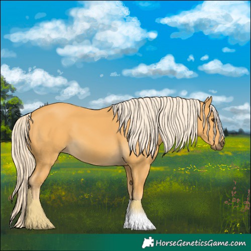 Horse Color:Palomino 