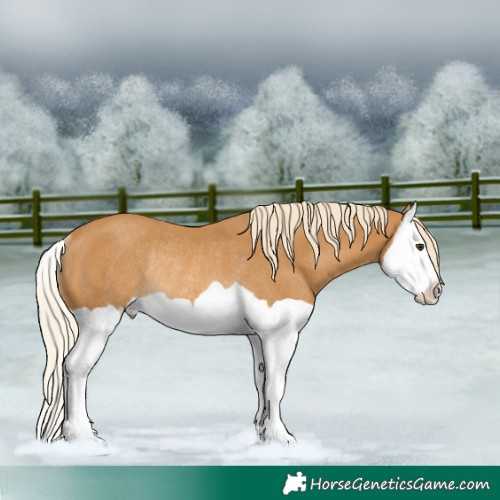 Horse Color:Palomino Splash Rabicano 