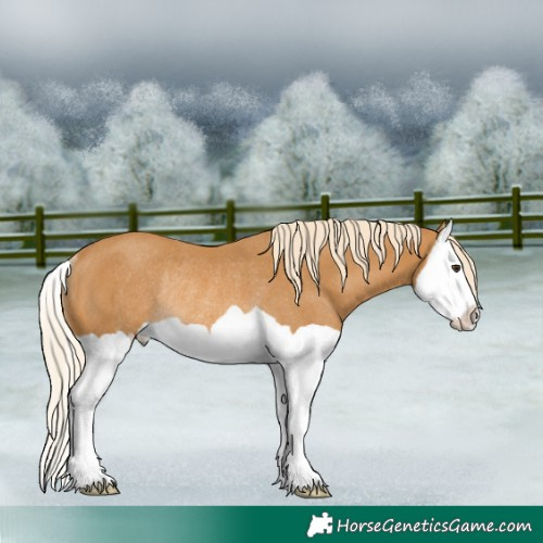 Horse Color:Palomino Splash Rabicano 
