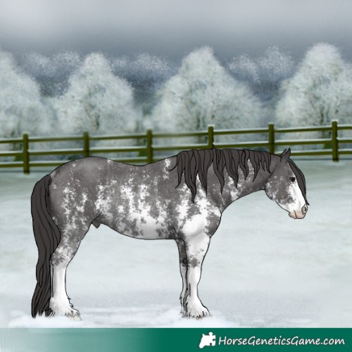Horse Color:Smoky Black Sabino Rabicano 
