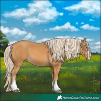 Horse Color:Palomino 