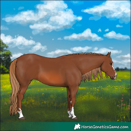 Horse Color:Chestnut 