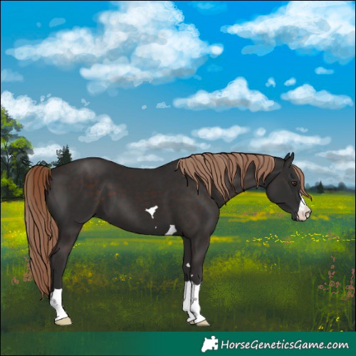 Horse Color:Liver Chestnut