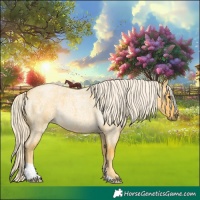 Horse Color:Palomino Roan 