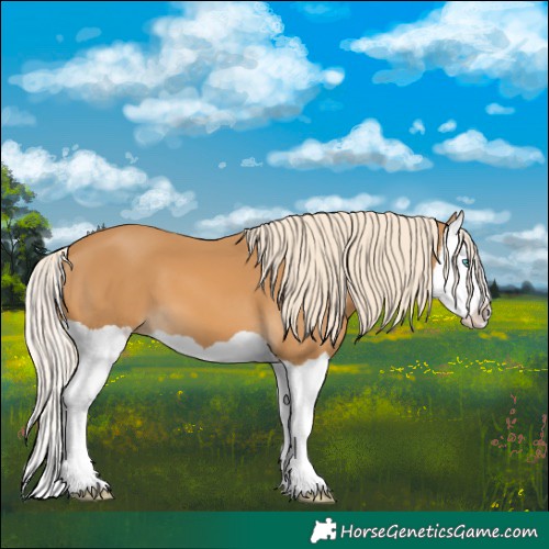 Horse Color:Palomino Splash