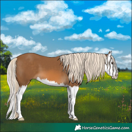 Horse Color:Chocolate Palomino Splash