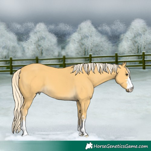 Horse Color:Palomino