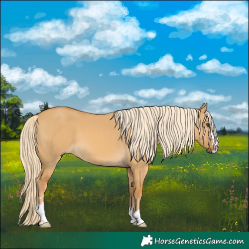 Horse Color:Palomino Dun