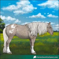 Horse Color:Silver Smoky Black Appaloosa