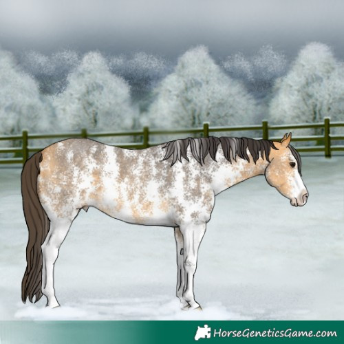 Horse Color:Buckskin Sabino 