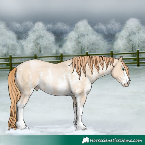 Horse Color:Smoky Black Pearl Sabino Rabicano 