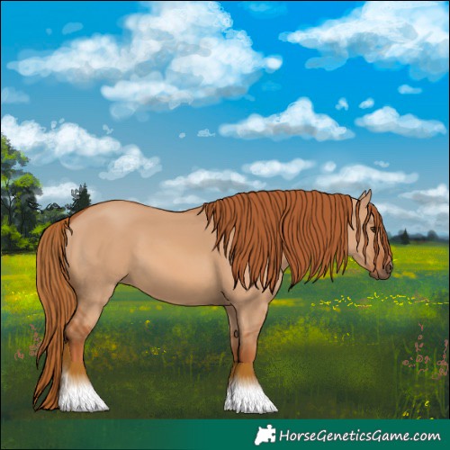 Horse Color:Red Dun 