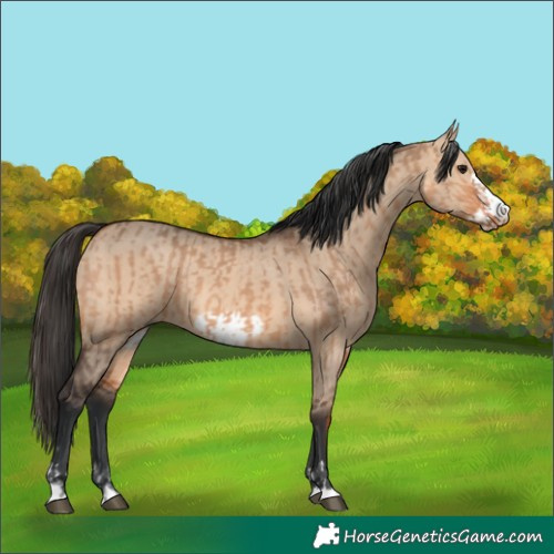 Horse Color:Brown Dun  and Brown Dun Frame 