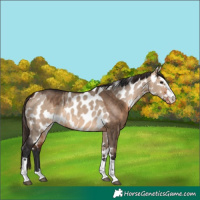 Horse Color:Bay Dun and Bay Dun Leopard