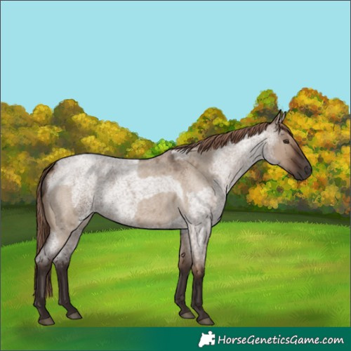 Horse Color:Liver Red Dun Roan  and Liver Red Dun Roan 