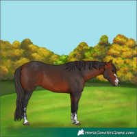 Horse Color:Brown  and Bay 