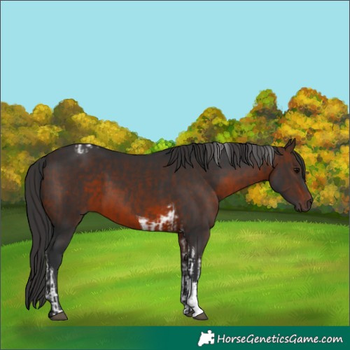 Horse Color:Brown Tobiano and Brown Sabino