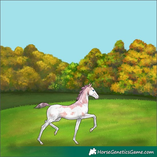 Horse Color:Watercolor Bay Ice Splash Tobiano Rabicano 