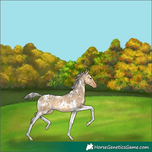 Horse Color:White Spotted Silver Buckskin Ice Dun Tobiano Rabicano