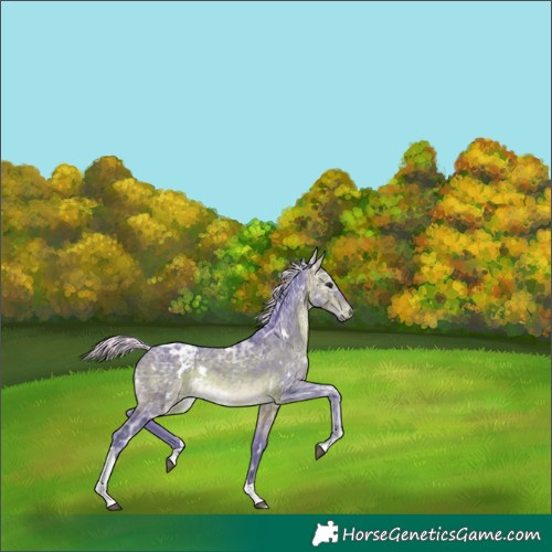 Horse Color:Watercolor White Spotted Silver Brown Ice Tobiano Rabicano 