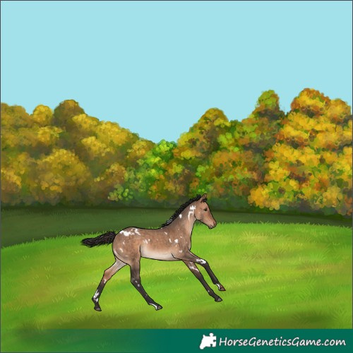 Horse Color:White Spotted Bay Dun Rabicano