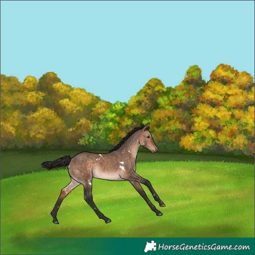 Horse Color:White Spotted Brown Dun 