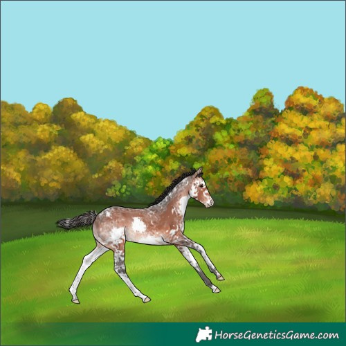 Horse Color:White Spotted Brown Ice Splash Rabicano 