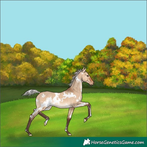 Horse Color:White Spotted Silver Bay Dun