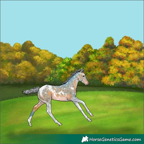 Horse Color:Watercolor White Spotted Silver Brown Ice Tobiano Rabicano