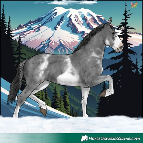 Horse Color:White Spotted Black Sabino Frame 
