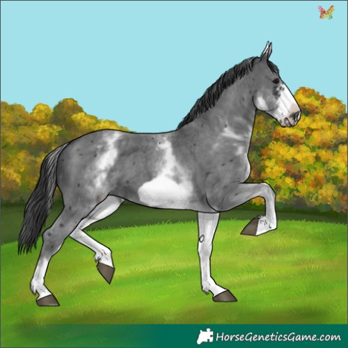 Horse Color:White Spotted Black Sabino Frame 