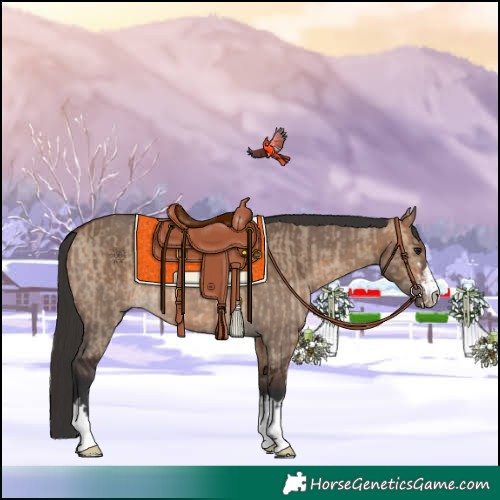 Horse Color:Bay Dun and Bay Dun