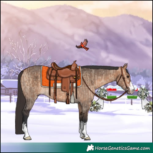 Horse Color:Bay Dun  and Bay Dun 