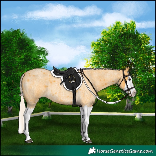 Horse Color:Silver Buckskin Roan Splash