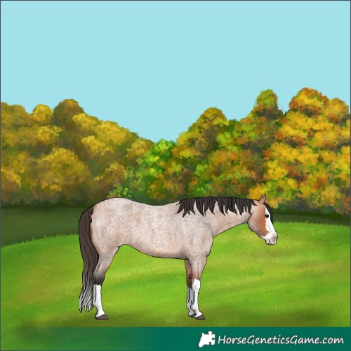 Horse Color:Bay Roan Splash