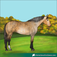 Horse Color:Buckskin Dun  and Gray Buckskin Dun 