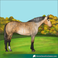 Horse Color:Buckskin Dun and Gray Buckskin Dun