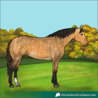 Horse Color:Buckskin Dun and Gray Buckskin Dun