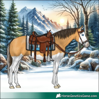 Horse Color:Buckskin Splash 