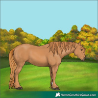 Horse Color:Chestnut 