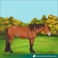 Horse Color:Bay Splash 