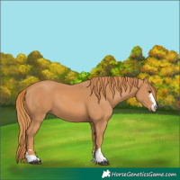 Horse Color:Chestnut 