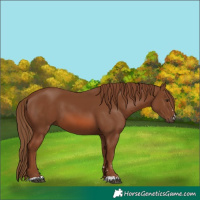Horse Color:Chestnut 