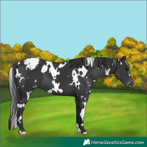 Horse Color:White Spotted Black Varnish 